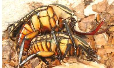 Mecynorrhina Harrisi