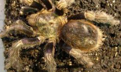 Aphonopelma Aberrans