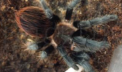 Aphonopelma Anax