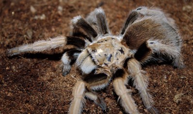 Aphonopelma chalcodes