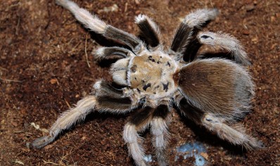 Aphonopelma chalcodes