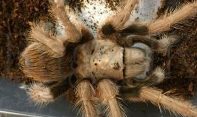 Aphonopelma Chalcodes..(new River Rust Rump)