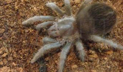 Aphonopelma Serratum