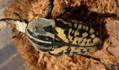 Mecynorrhina Oberthuri