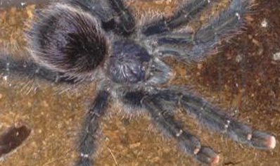 Avicularia Aurantica