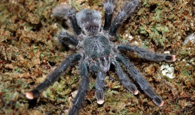 Avicularia Avicularia