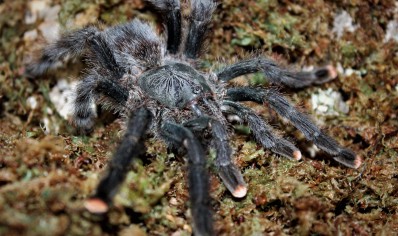 Avicularia avicularia - Guyana Pink Toe