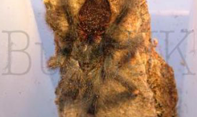 Avicularia Metallica