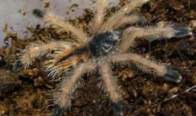 Avicularia Purpurea