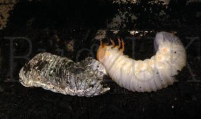 Mecynorrhina torquata ugandensis (B7) (CB by BugzUK)