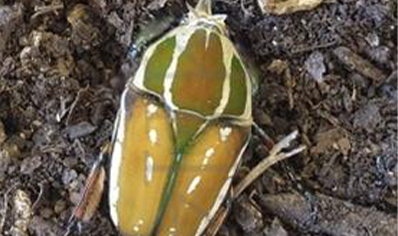 Mecynorrhina torquata ugandensis (B7) (CB by BugzUK)