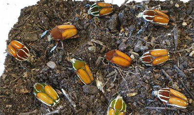 Mecynorrhina torquata ugandensis (B7) (CB by BugzUK)