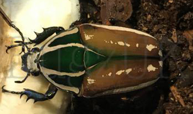 Mecynorrhina torquata ugandensis (B7) (CB by BugzUK)