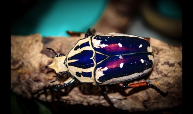 Mecynorrhina torquata ugandensis (B7) (CB by BugzUK)