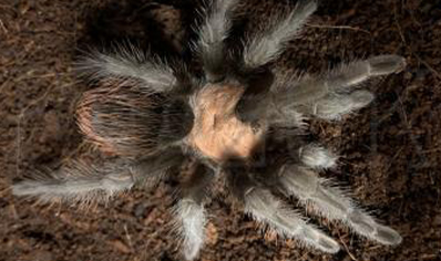 Brachypelma Albiceps