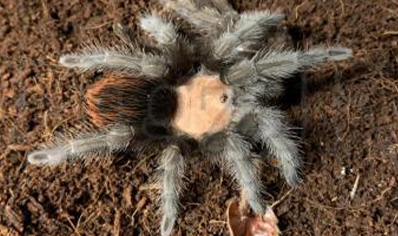 Brachypelma Albiceps