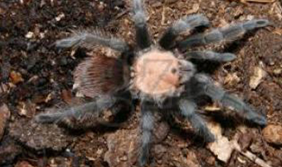 Brachypelma Albiceps