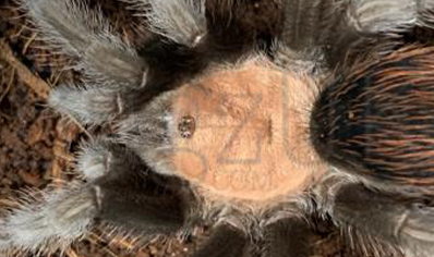 Brachypelma Albiceps