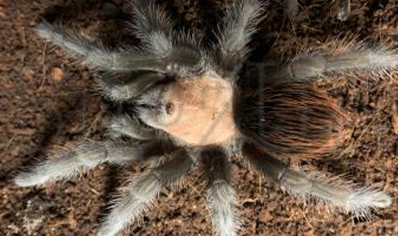 Brachypelma Albiceps