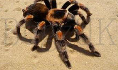 Brachypelma auratum