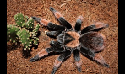 Brachypelma emilia