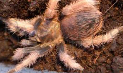 Brachypelma Klassi - Acapulco Lesser Orange