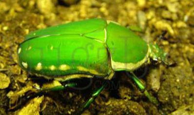 Mecynorrhina torquata immaculicollis - Giant Flower Beetle (CB by BugzUK)
