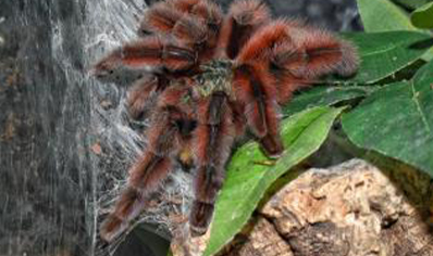 Caribena Versicolor