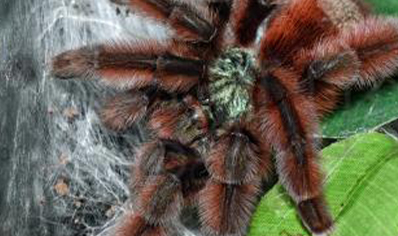 Caribena Versicolor