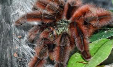 Caribena Versicolor