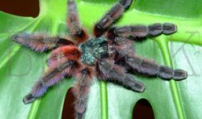 Caribena Versicolor