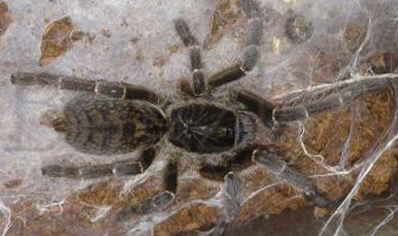 Ceratogyrus Meridionalis