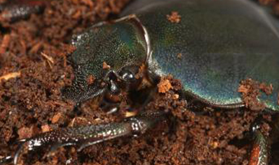 Mecynorrhina Torquata Ugandensis Blue Form