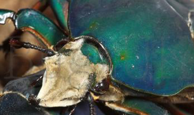 Mecynorrhina Torquata Ugandensis Blue Form