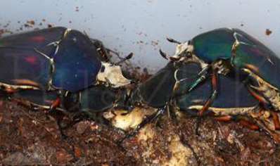 Mecynorrhina Torquata Ugandensis Blue Form