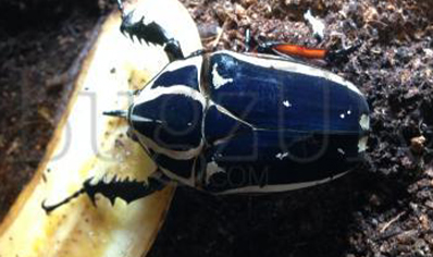 Mecynorrhina Torquata Ugandensis Blue Form