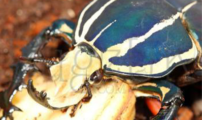 Mecynorrhina Torquata Ugandensis Blue Form