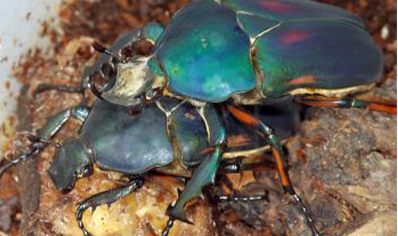 Mecynorrhina Torquata Ugandensis Blue Form