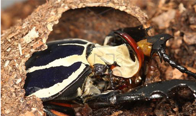 Mecynorrhina Torquata Ugandensis Blue Form