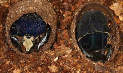 Mecynorrhina Torquata Ugandensis Blue Form