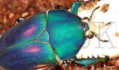 Mecynorrhina Torquata Ugandensis Blue Form