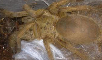 Chilobrachys Guangensis