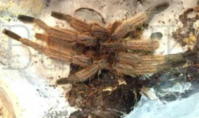 Chilobrachys huahini confirmed females 1 left