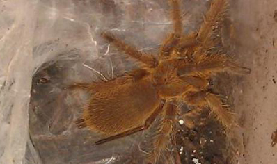 Chilobrachys huahini confirmed females 1 left