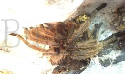 Chilobrachys huahini confirmed females 1 left
