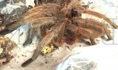 Chilobrachys huahini confirmed females 2 left