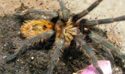 Chromatopelma Cyaneopubescens - Venezuelan Green Bottle Blue sexed pair CB (3-4.5cm)