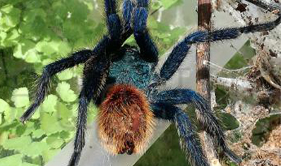 Chromatopelma Cyaneopubescens - Venezuelan Green Bottle Blue sexed pair CB (3-4.5cm)