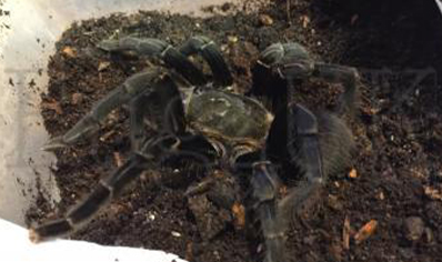 Cyriopagopoeus Minax... CB by BugzUK