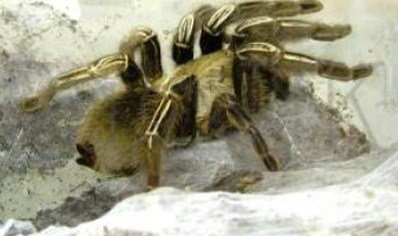 Ephebopus Murinus